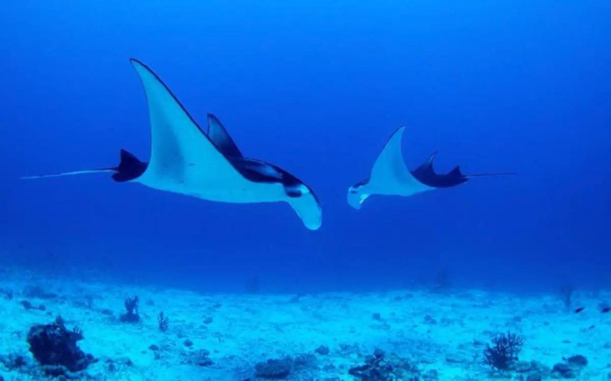White Sandy Beach-Best Manta Snorkeling Tethi Kültér fotó